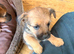 Border x Jack Russell Terrier