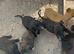 Beautiful lurcher pups mixed colours