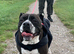 6 Year Old Female Old Thayme Bulldog