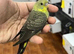 Black wing and balckface splite
