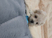 Maltipoo puppys