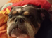 3 year old blue english bulldog