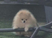 Pomerania xxs
