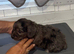 Chocolate and blue Merle puppy's