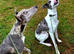 Greyhound lurchers 2 brothers