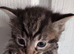 Gorgeous Kittens
