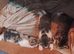 Bengal cross kittens for sale