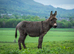 20 month old Donkey gelding