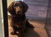 AMERICAN WATER SPANIEL NEEDS A LOVING HOME!!!