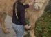 Palomino gelding