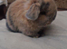 Mini lops…