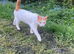Cat free to a good home