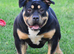 American Bully Pocket