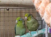 Stunning Young Parrotlets