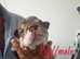 KC REGISTERED ENGLISH BULLDOG PUPPIES