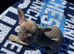 French bulldog puppies ready to leave