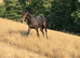Friesian x tb yearling
