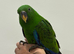 Hand reared Eclectus READY NOW