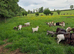 Pygmy goats looking for new homes