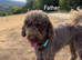 5 Beautiful Toy Jackapoo Puppies