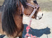 Cheeky 18 Months DHP Gelding