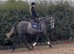 Quieter than a cob! Rising 5 year old gelding
