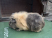 Baby guinea pigs