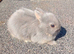 Rare lilac and tan netherland dwarf baby 1 boy available