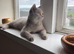 Beautiful British short hair cat