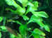 15xbeautiful fast-growing plants 7-15 cm each. Fast delivery within mainland UK.*BUY 3 Get 1 FREE *
