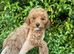 Daisy – Beautiful Toy Poodle Girl Looking for Her Forever Home