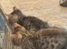 Stunning Bengal Kittens