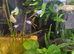 Endler guppies