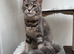 Ready now TICA full pedigree Maine coon Girls