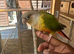 Pineapple Conure