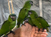 Hand-Rearing Baby Friendly Super Tame Cuddly Hahn Macaw Parrot,8