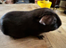 Guinea pigs chocolate girls