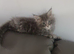 Maine coon kitten