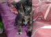 Beautiful kitten