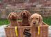 F1 Labradoodle puppy's