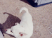 Pure white jackrussell