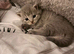 3 kittens for sale