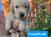 Gorgeous Golden Retriever Puppies KC Reg