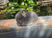 2 netherland dwarf girls