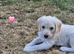 Labradoodle puppies for sale