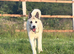 Benji - Akita cross Staffy