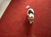 8 weeks old jack russell puppies for sale