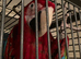 Green winged macaw