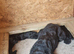 KC Giant schnauzer puppy's