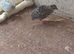 Button quail x 13